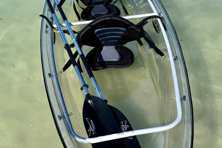 a dog in a body of water